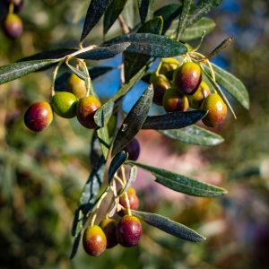 AGROTOURISME & CHARME